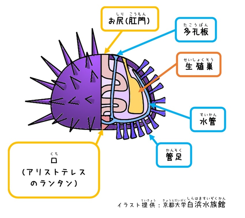 あなたに伝えたい「ウニの世界」口や足があって、目もあるの！？ - https://nagisahiroi.biz/archives/sea-urchin-book.htm